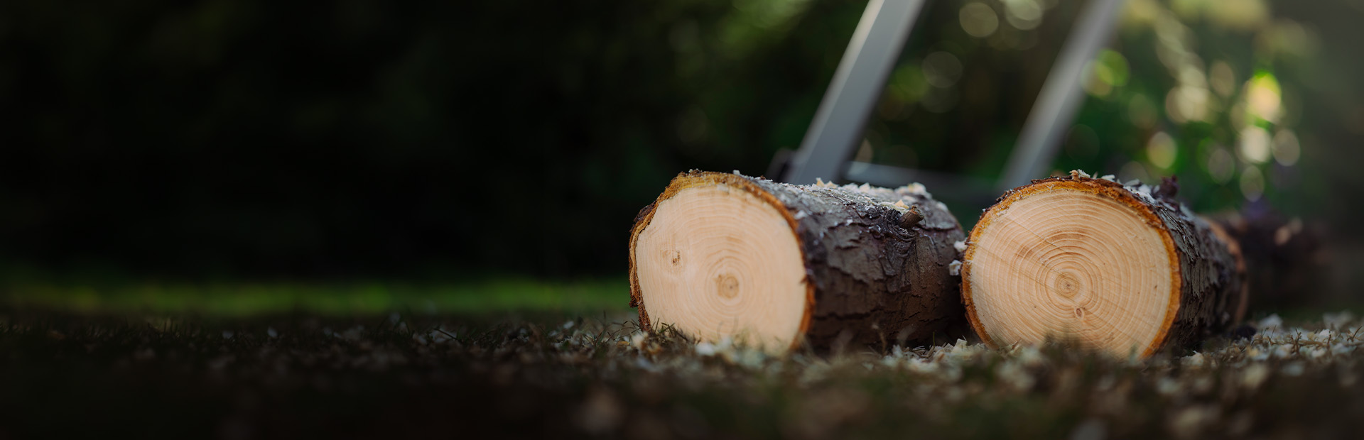Close-up of two freshly sawn tree logs on a lawn in a garden, with a sawhorse blurry in the background.